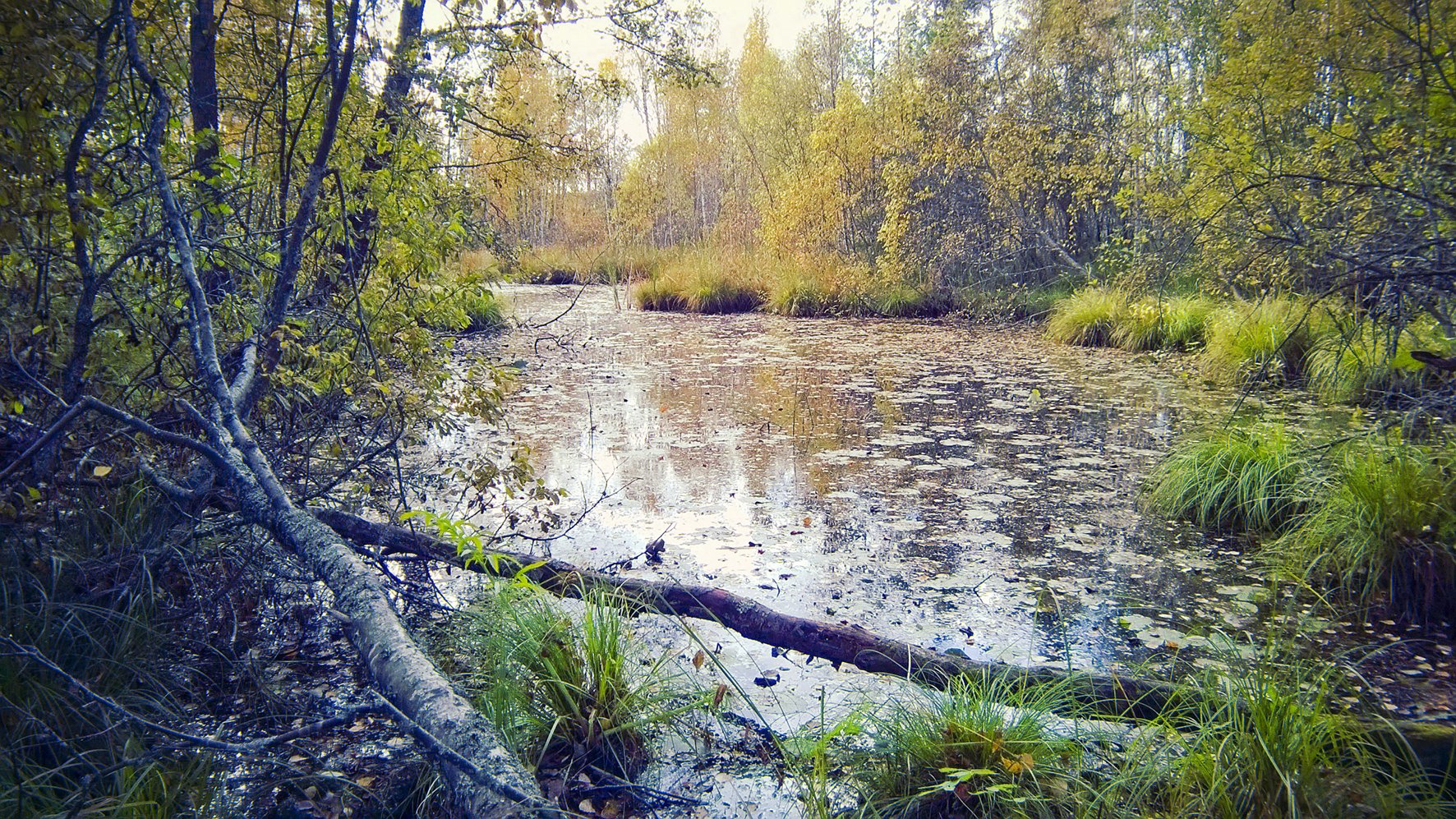 Syksyinen luontomaisema järven rannalla